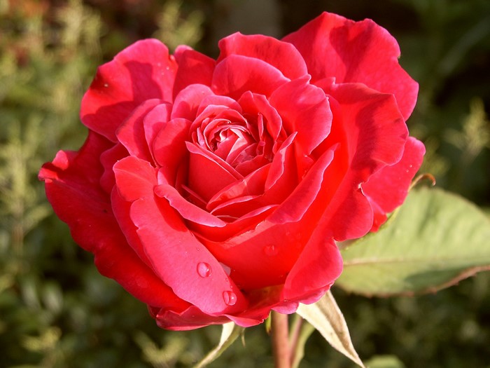 Red rose with water drops