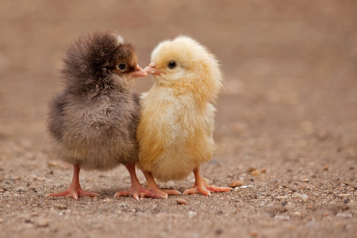 Two fluffy chicks, one brown and one yellow