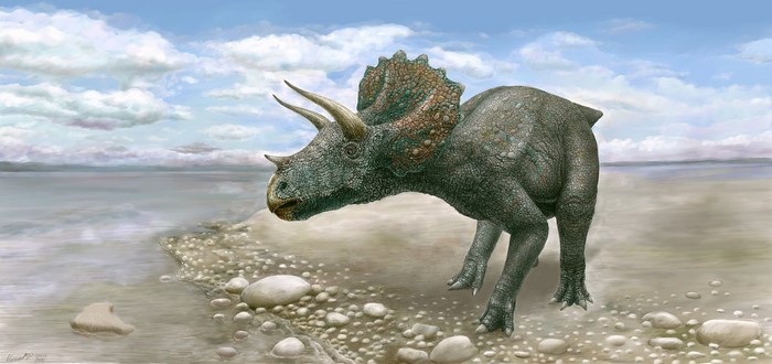 Triceratops dinosaur on a rocky shore
