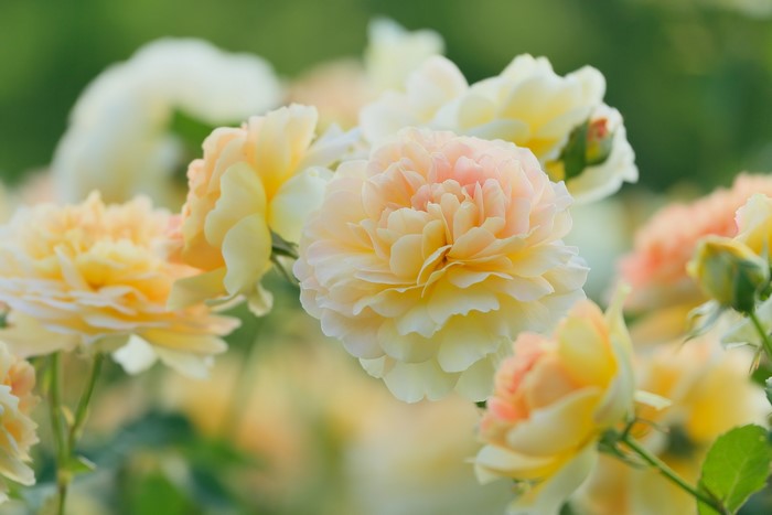 Close-up of peach and yellow roses