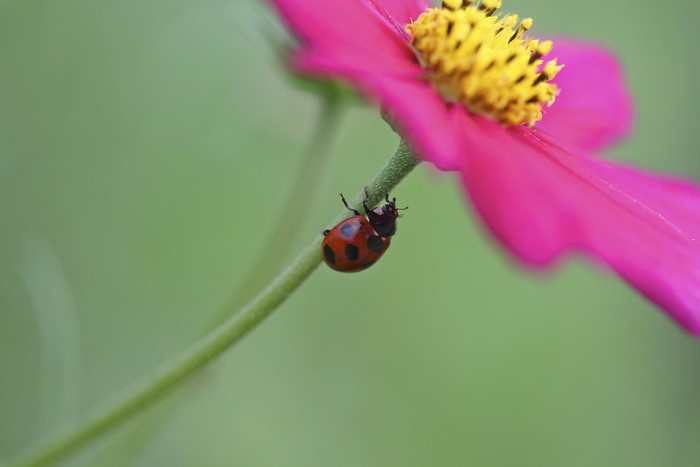 Ladybug on a pink cosmos flower stem