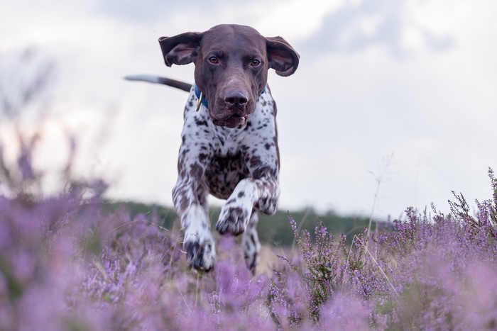 German Shorthaired Pointer running through heather field