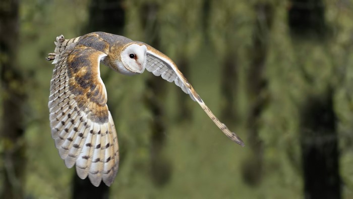 Barn Owl in flight against blurred forest background