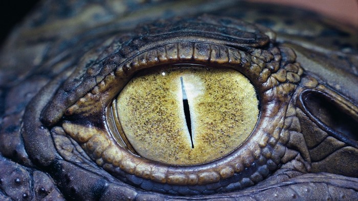 Close-up of a Crocodile's Eye
