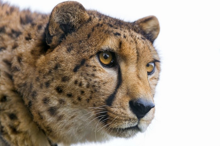 Close-up of a Cheetah's Face