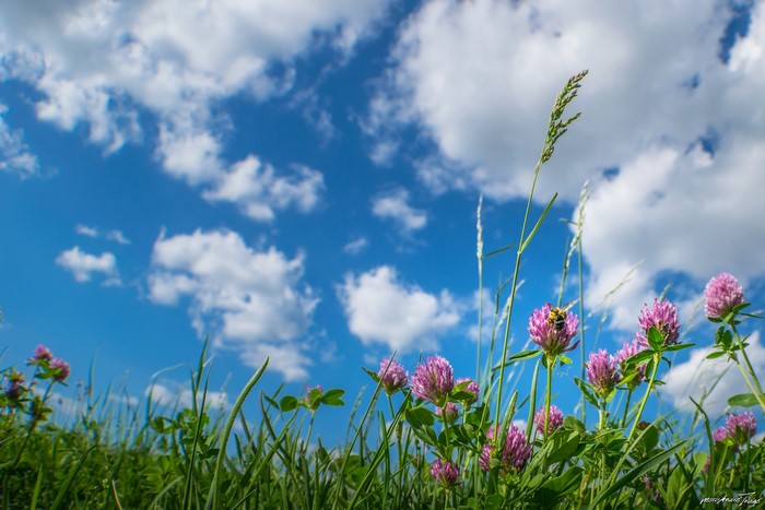 Pink clover flowers and a bee under a blue sky with clouds
