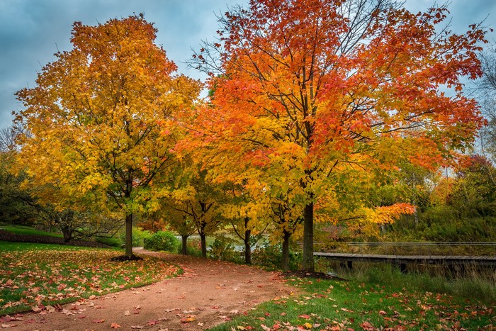 Autumn trees in a park with a path