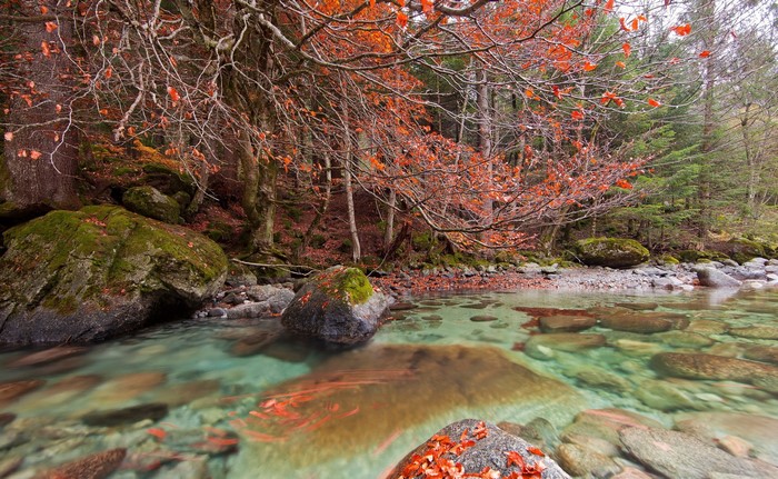 Autumn forest with a clear river and fallen leaves