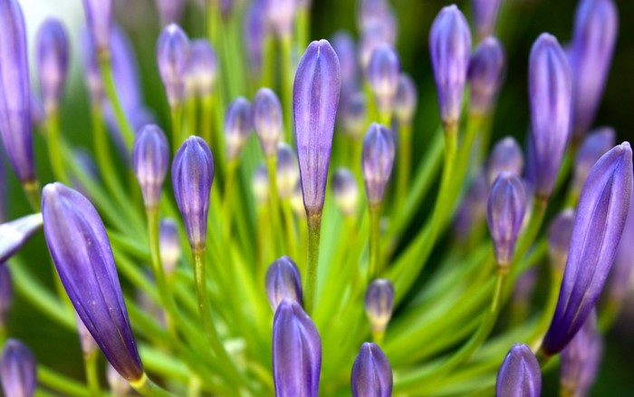 Purple Agapanthus Flower Buds