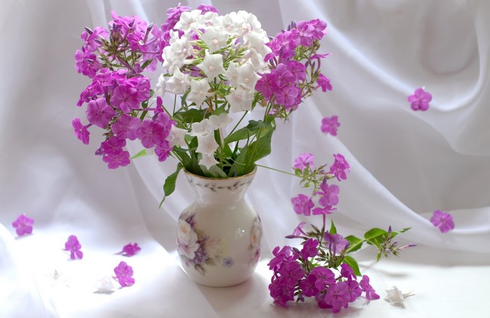 Bouquet of pink and white phlox in a vase