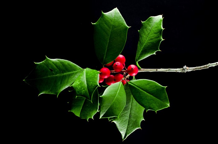 Holly branch with red berries and green leaves