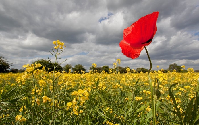 Red poppy in a field of yellow rapeseed flowers