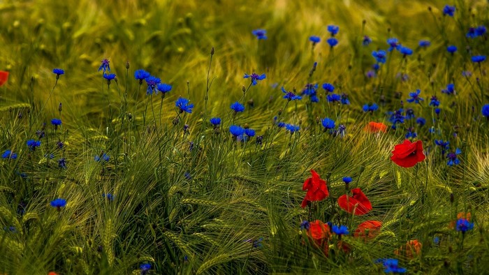 Field of Poppies and Cornflowers in Wheat