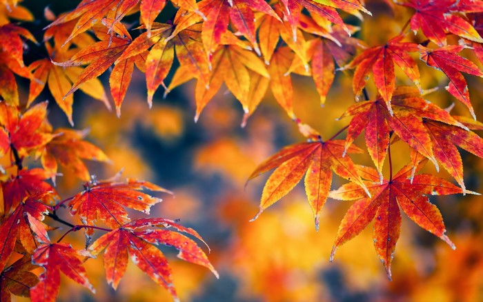 Autumn Maple Leaves in Red and Orange