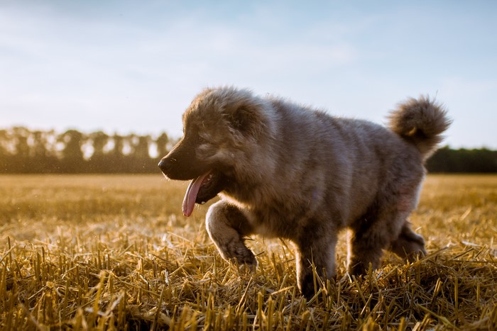 Fluffy Caucasian Shepherd Dog Puppy in a Field