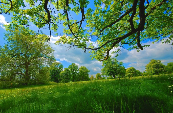 Green grass and trees under a blue sky with clouds