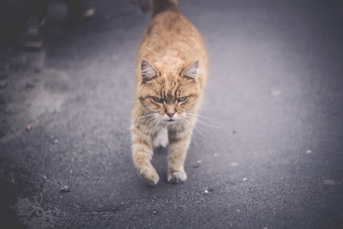 Orange tabby cat walking on asphalt