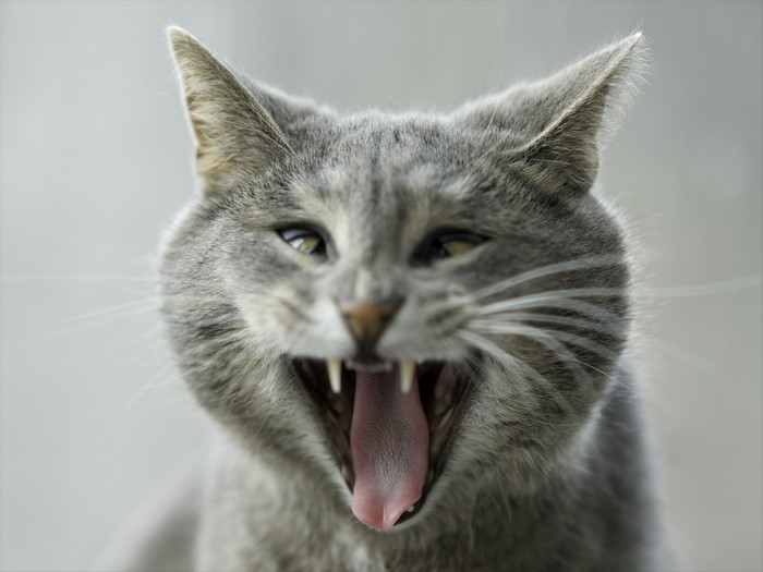 Close-up of a grey cat yawning