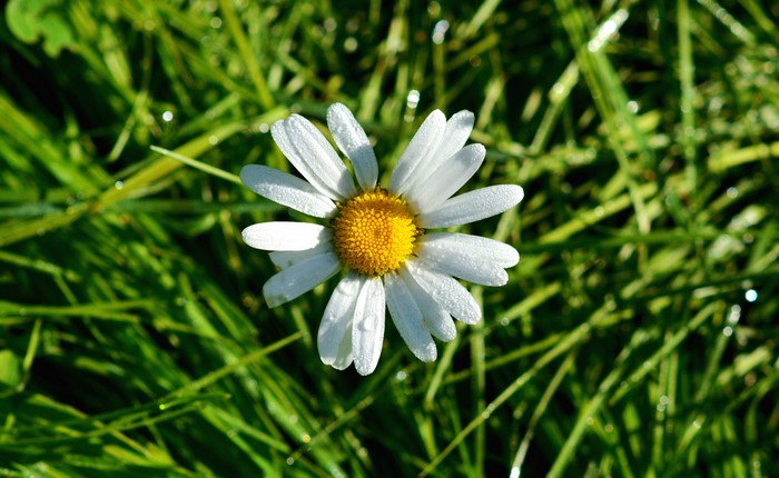 Daisy flower with dew drops on grass