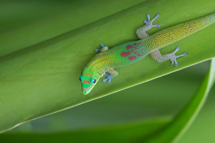 Green gecko with red spots on a leaf
