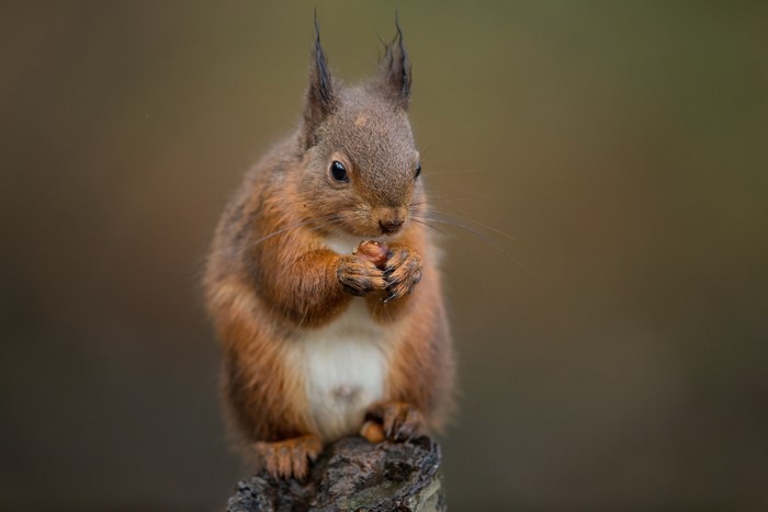 Red squirrel eating a nut on a log