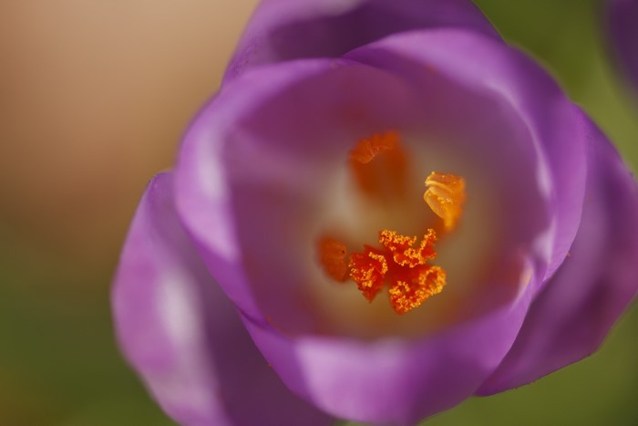 Close-up of a purple crocus flower with orange stamens