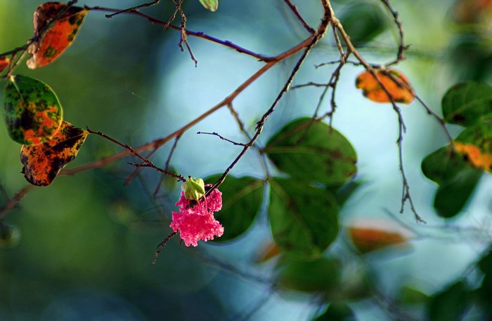 Pink flower and autumn leaves on branches