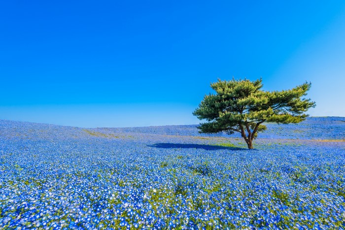 4K Nemophila Hitachi Seaside Park Japan Tree