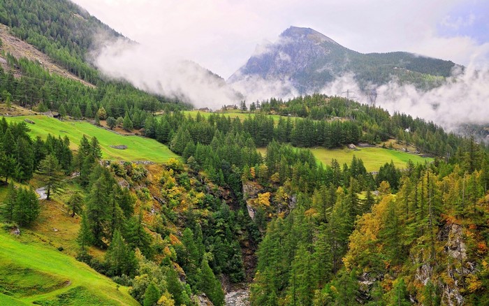 Mountain valley with pine forest and green meadows