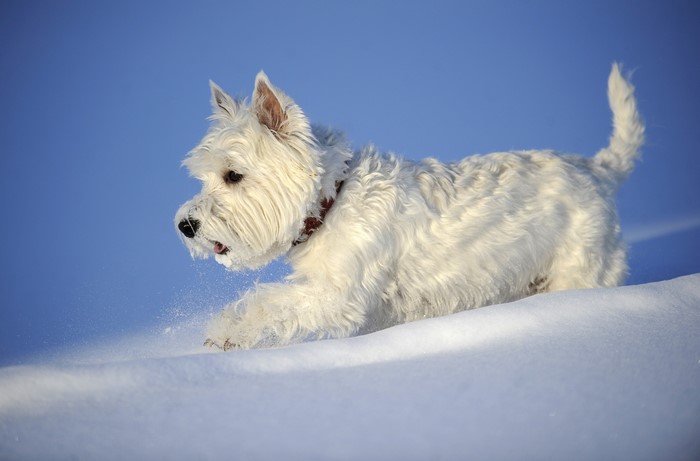 West Highland White Terrier running in snow