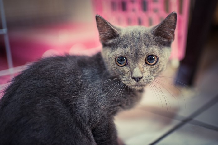 Close-up of a grey kitten with large eyes