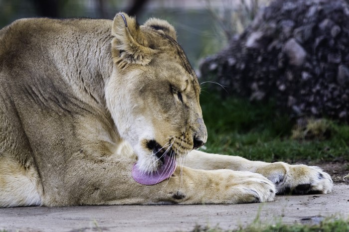Lioness grooming itself on the ground