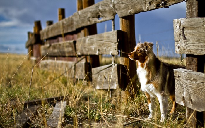 Australian Shepherd dog by a wooden fence in a field