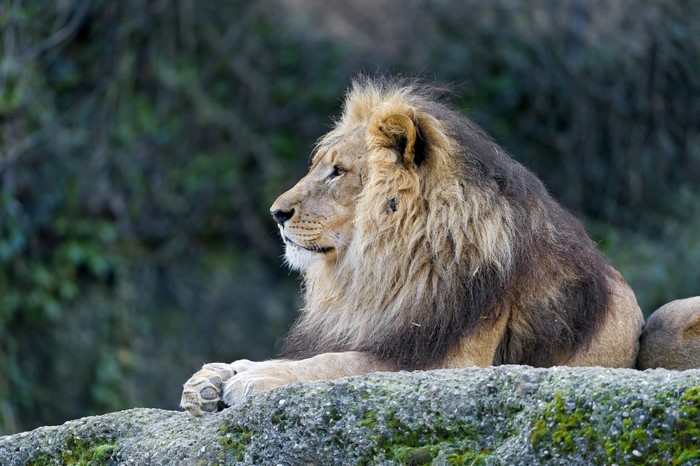 Lion resting on a rock