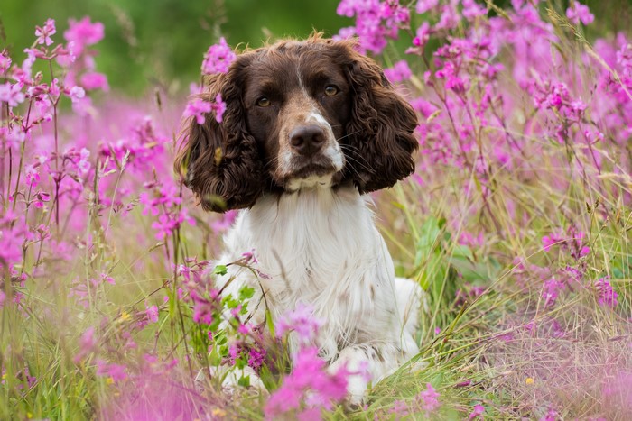 English Springer Spaniel dog sitting in pink flowers