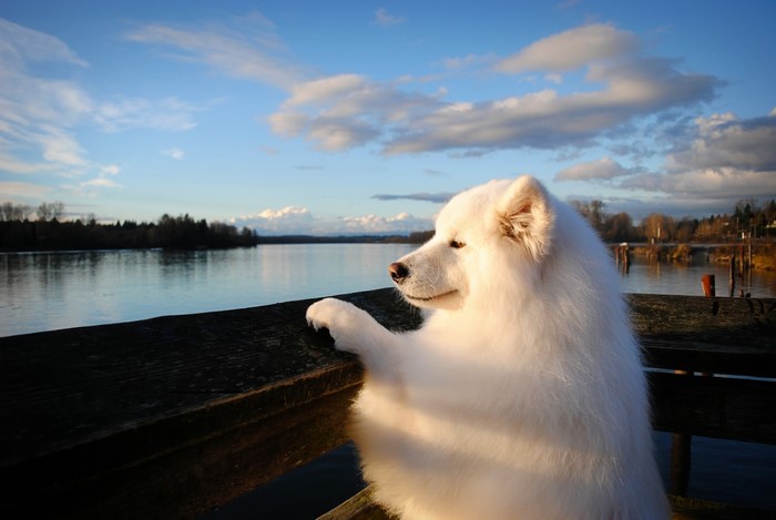 White Samoyed dog looking out over a lake at sunset