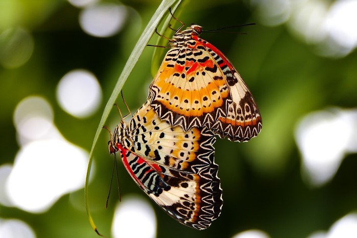 Two Butterflies Mating on a Leaf