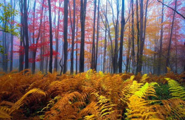 Autumn forest with colorful trees and ferns