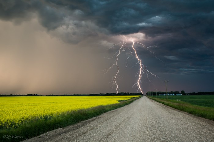 Lightning strikes over a canola field and dirt road