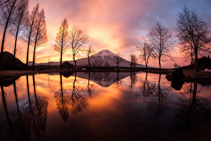 Mount Fuji reflected in a lake at sunset with trees