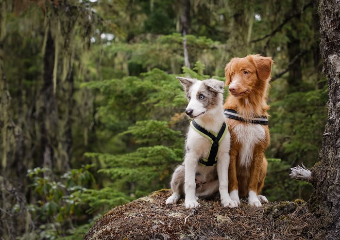 Two dogs sitting on a rock in a forest