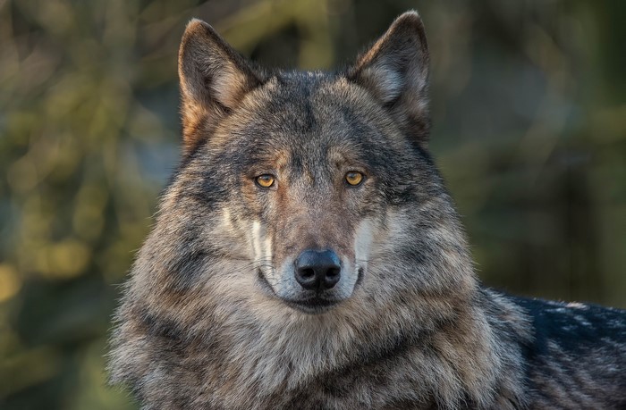 Close-up of a wolf's face