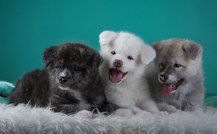 Three Akita Puppies on a White Rug