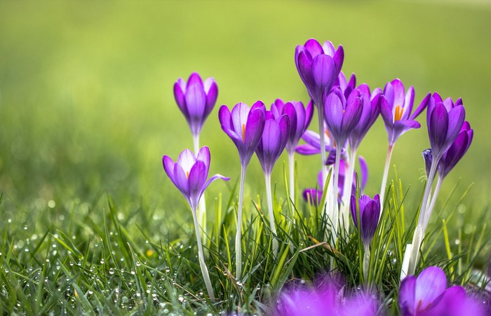 Purple Crocuses in Green Grass