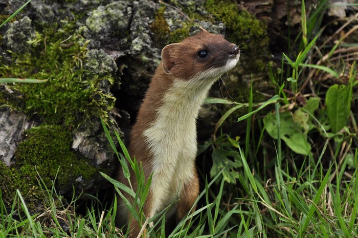 Weasel peeking out from behind a mossy log