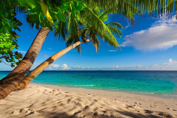 Tropical beach with palm trees and turquoise ocean