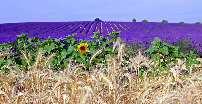 Sunflower and wheat in front of lavender fields