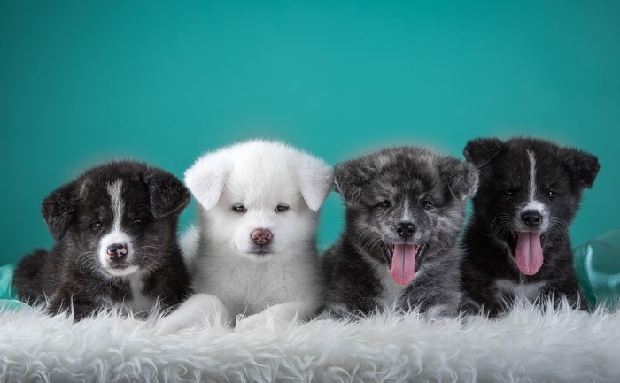 Four Akita Puppies on White Fur