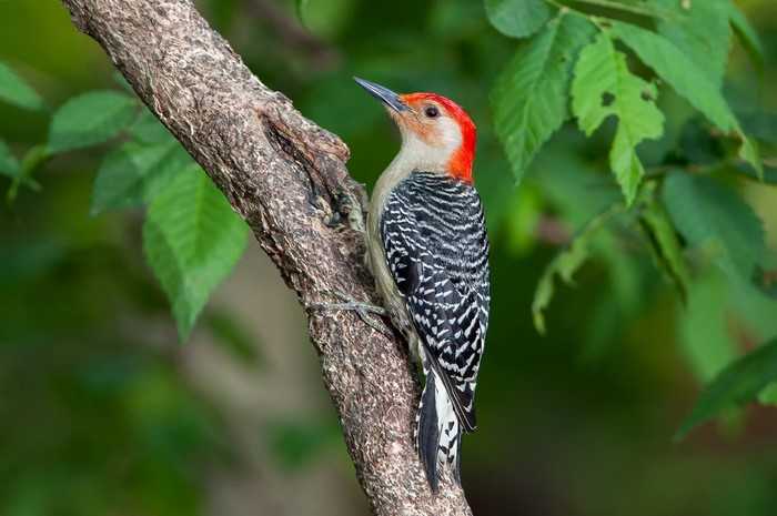 Red-bellied woodpecker on a tree branch