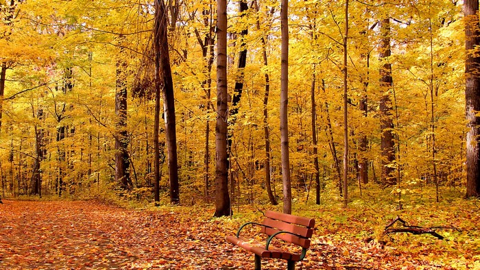 Park bench in autumn forest with fallen leaves